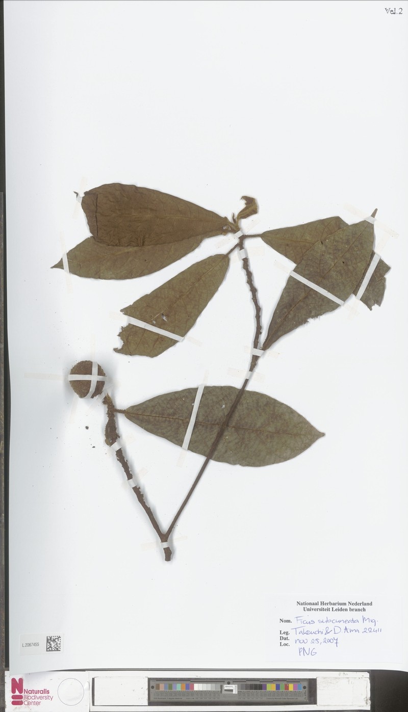 Ficus subcuneata photo 5