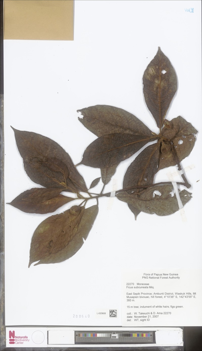 Ficus subcuneata photo 6