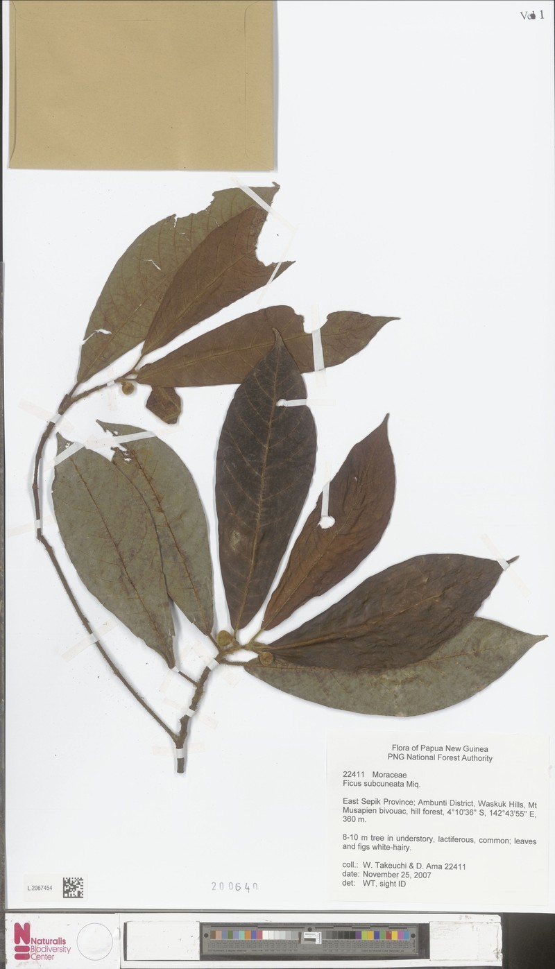Ficus subcuneata photo 7