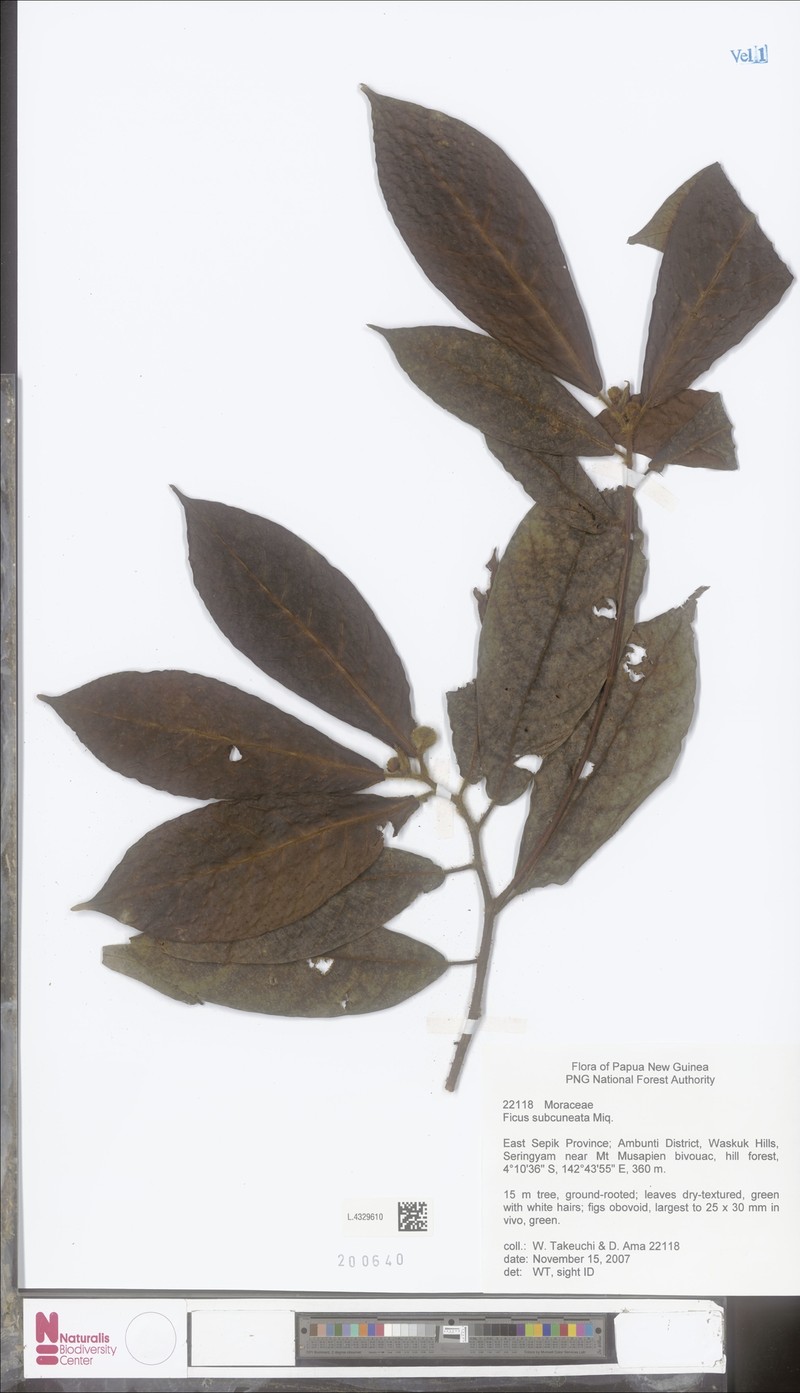 Ficus subcuneata photo 8