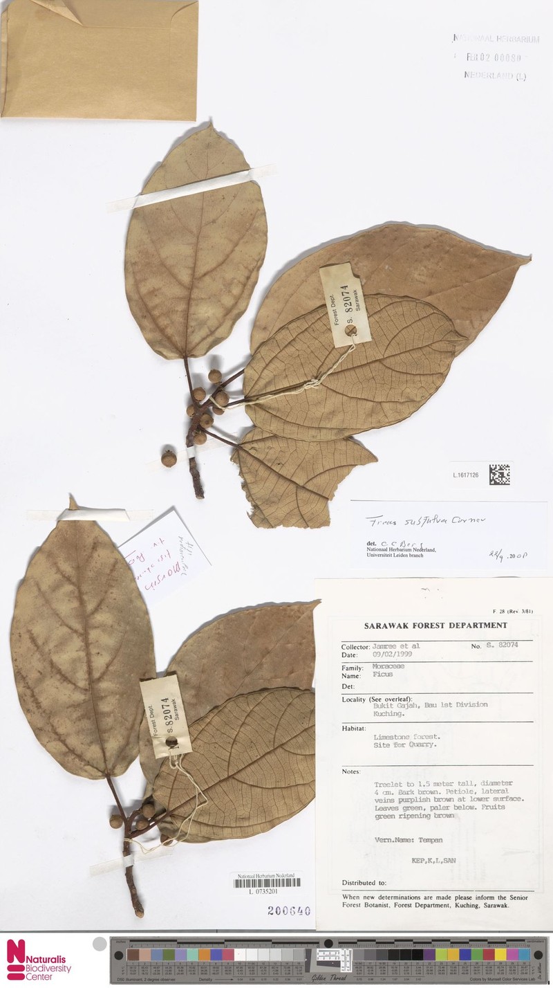 Ficus subfulva