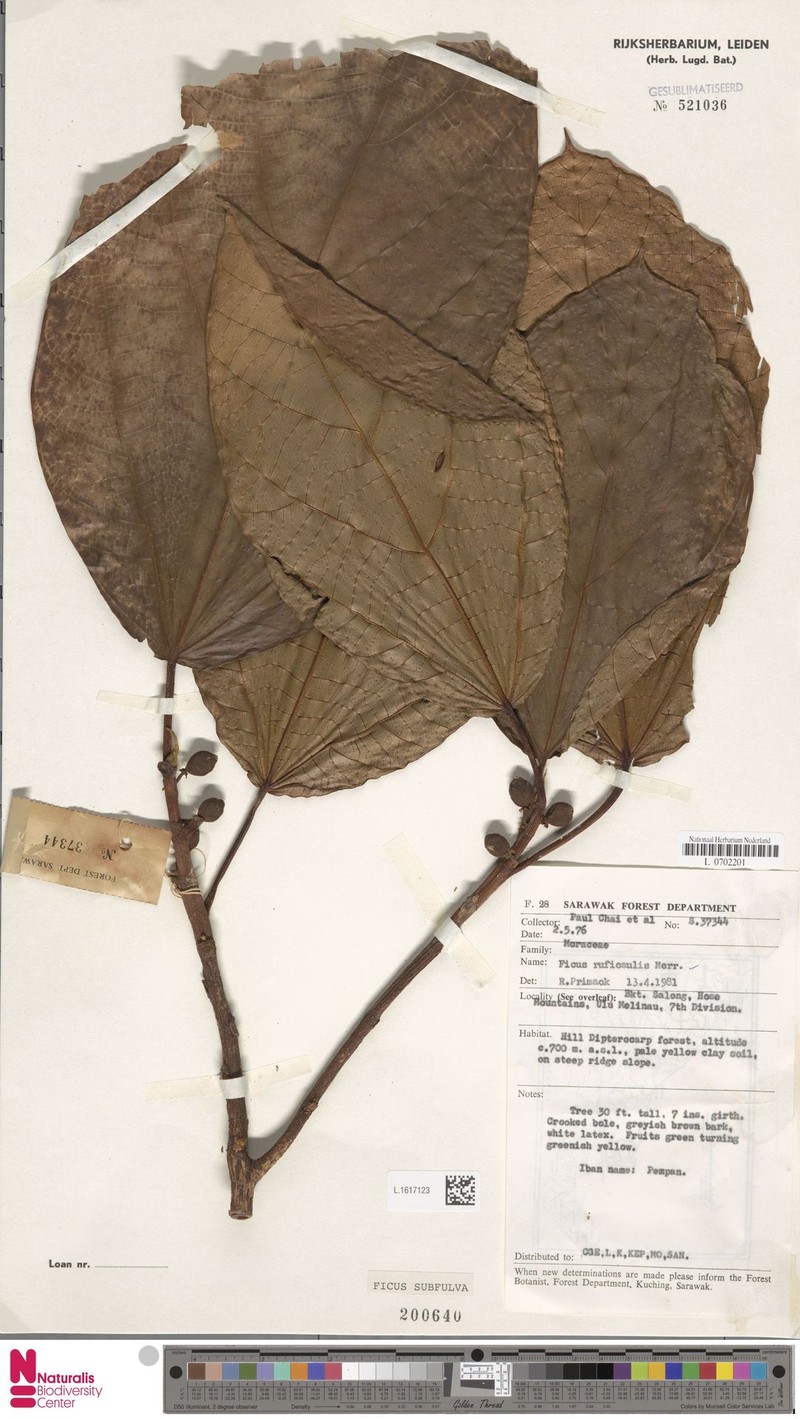 Ficus subfulva photo 2