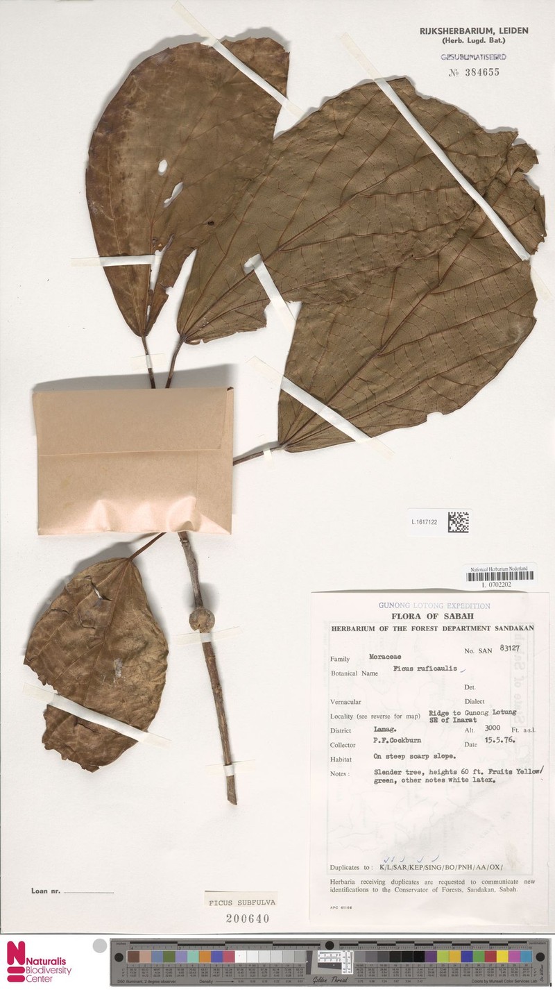 Ficus subfulva photo 3