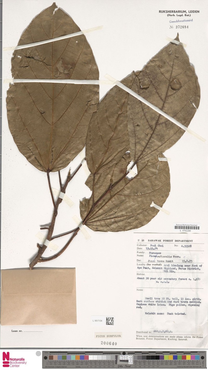 Ficus subfulva photo 4