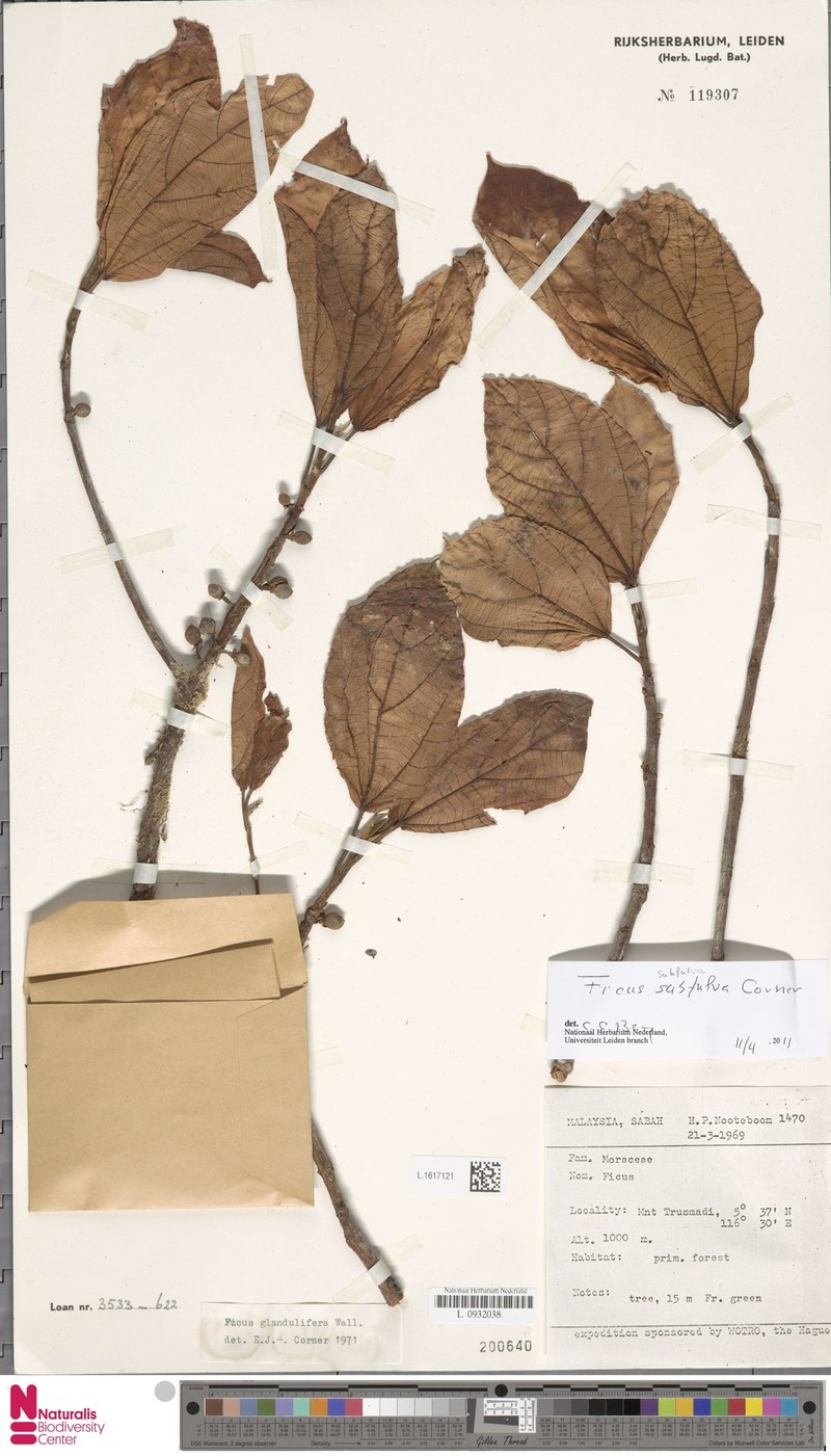 Ficus subfulva photo 5