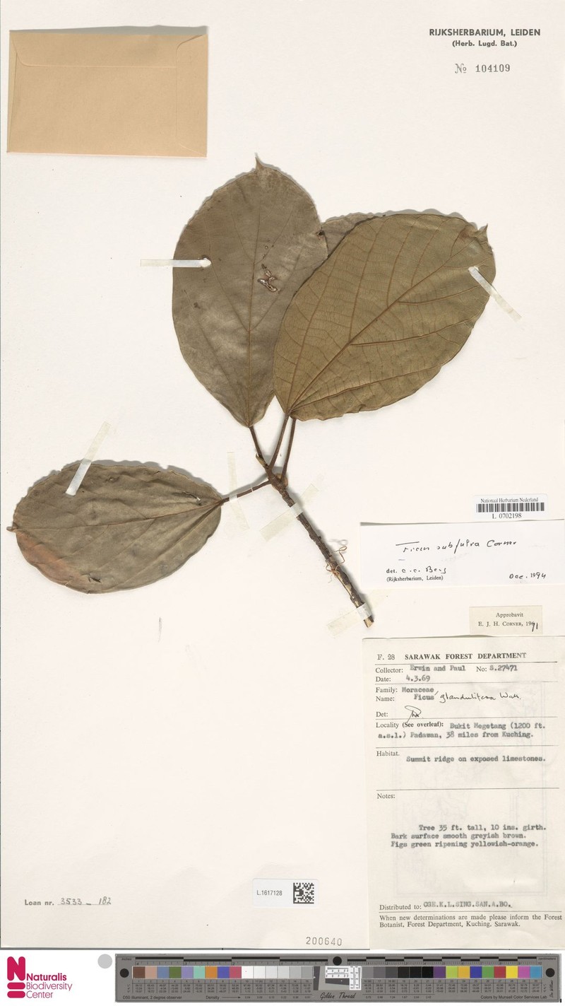Ficus subfulva photo 6