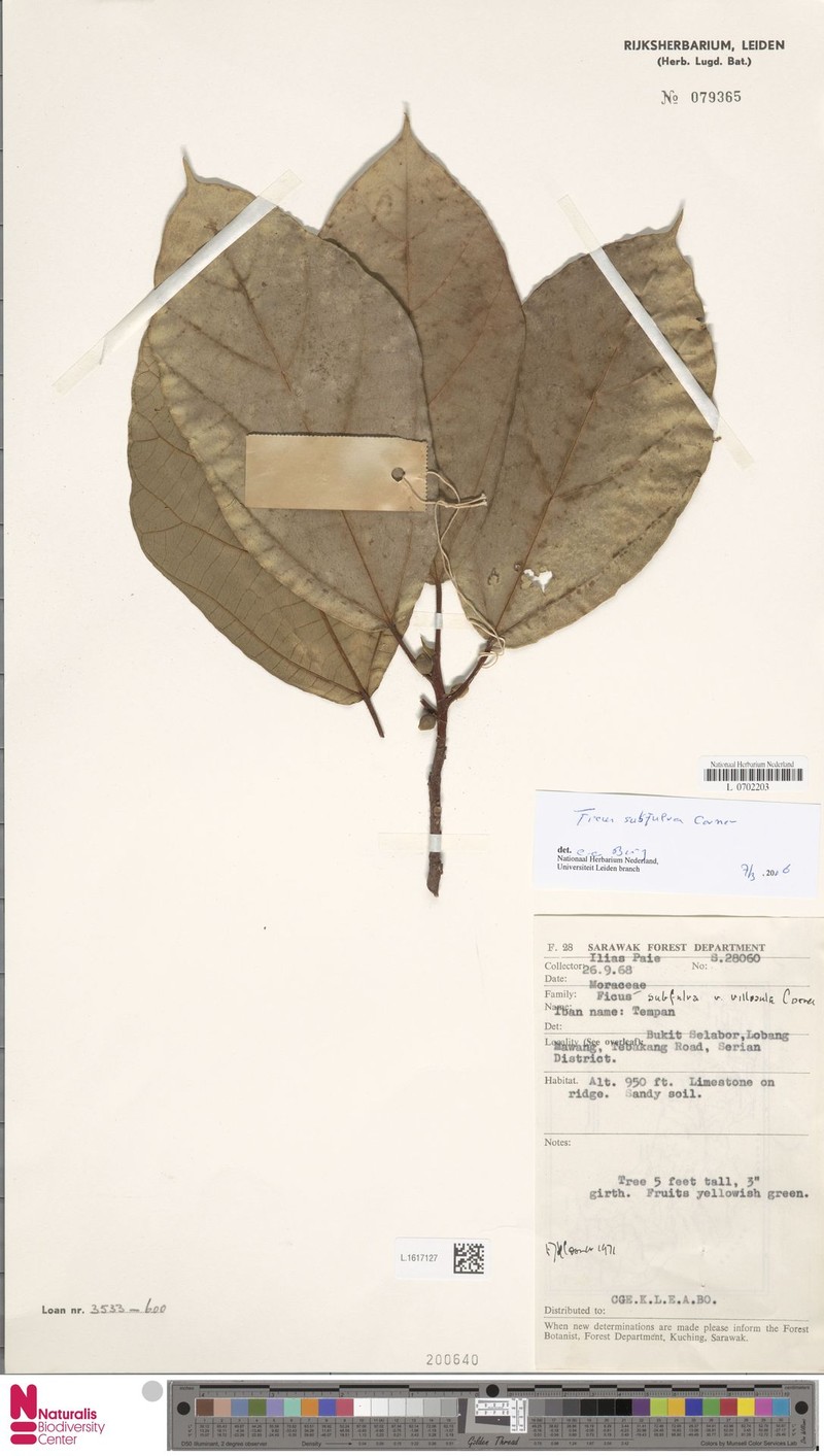 Ficus subfulva photo 7