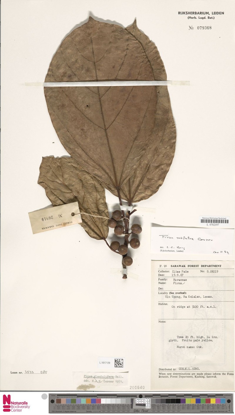 Ficus subfulva photo 8