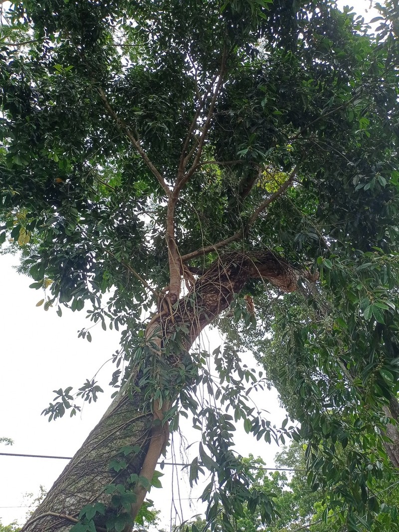 Ficus subgelderi