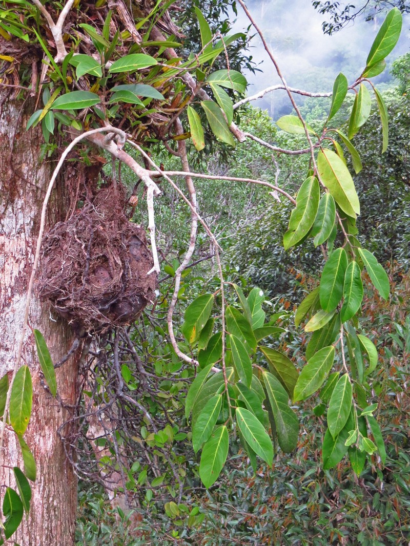 Ficus subgelderi photo 2