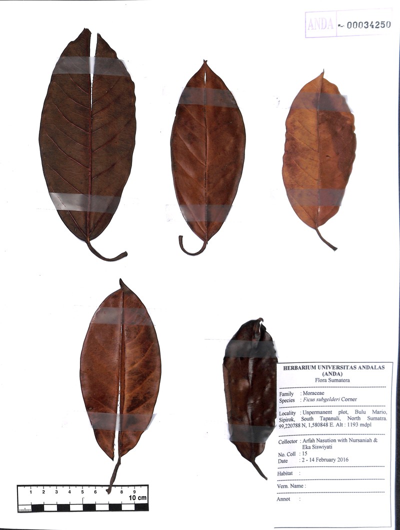 Ficus subgelderi photo 3