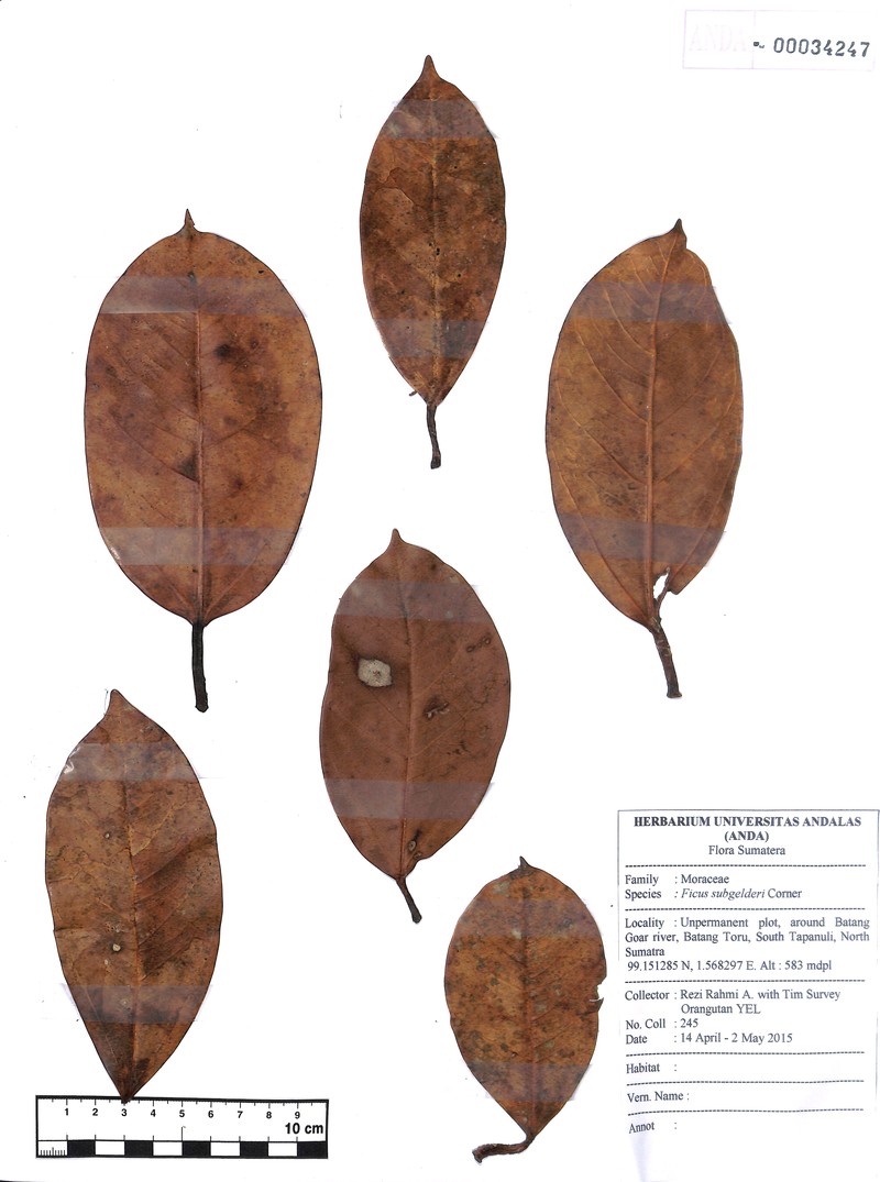 Ficus subgelderi photo 4