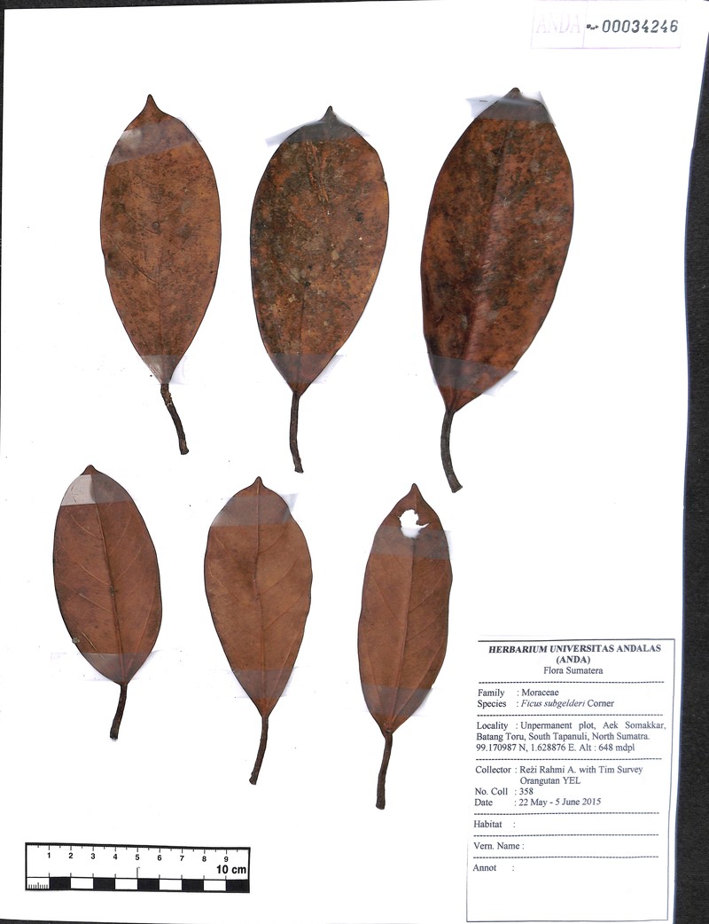 Ficus subgelderi photo 5