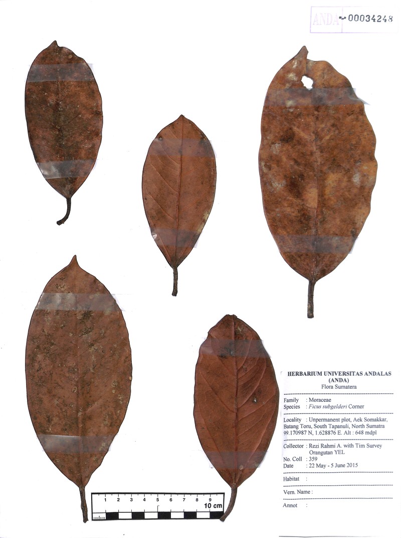 Ficus subgelderi photo 6