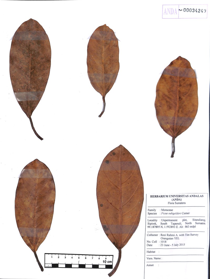 Ficus subgelderi photo 7