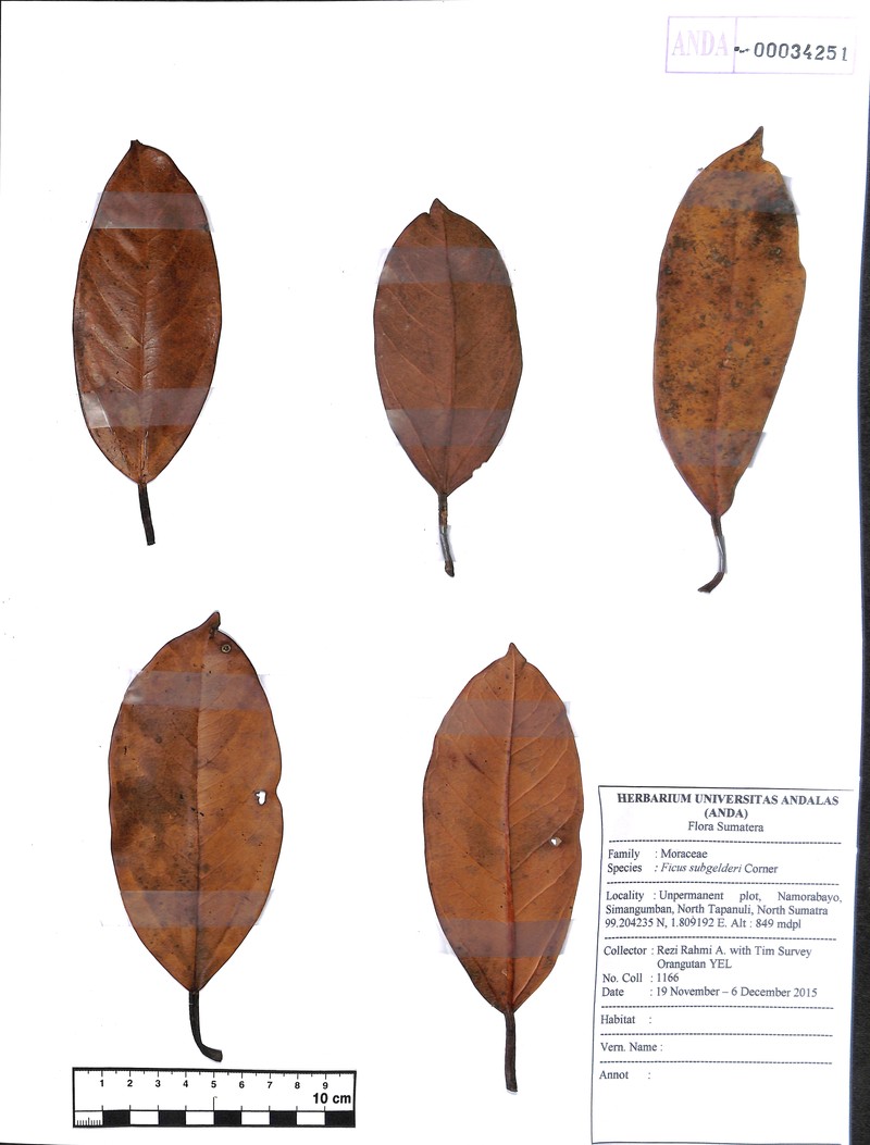 Ficus subgelderi photo 8