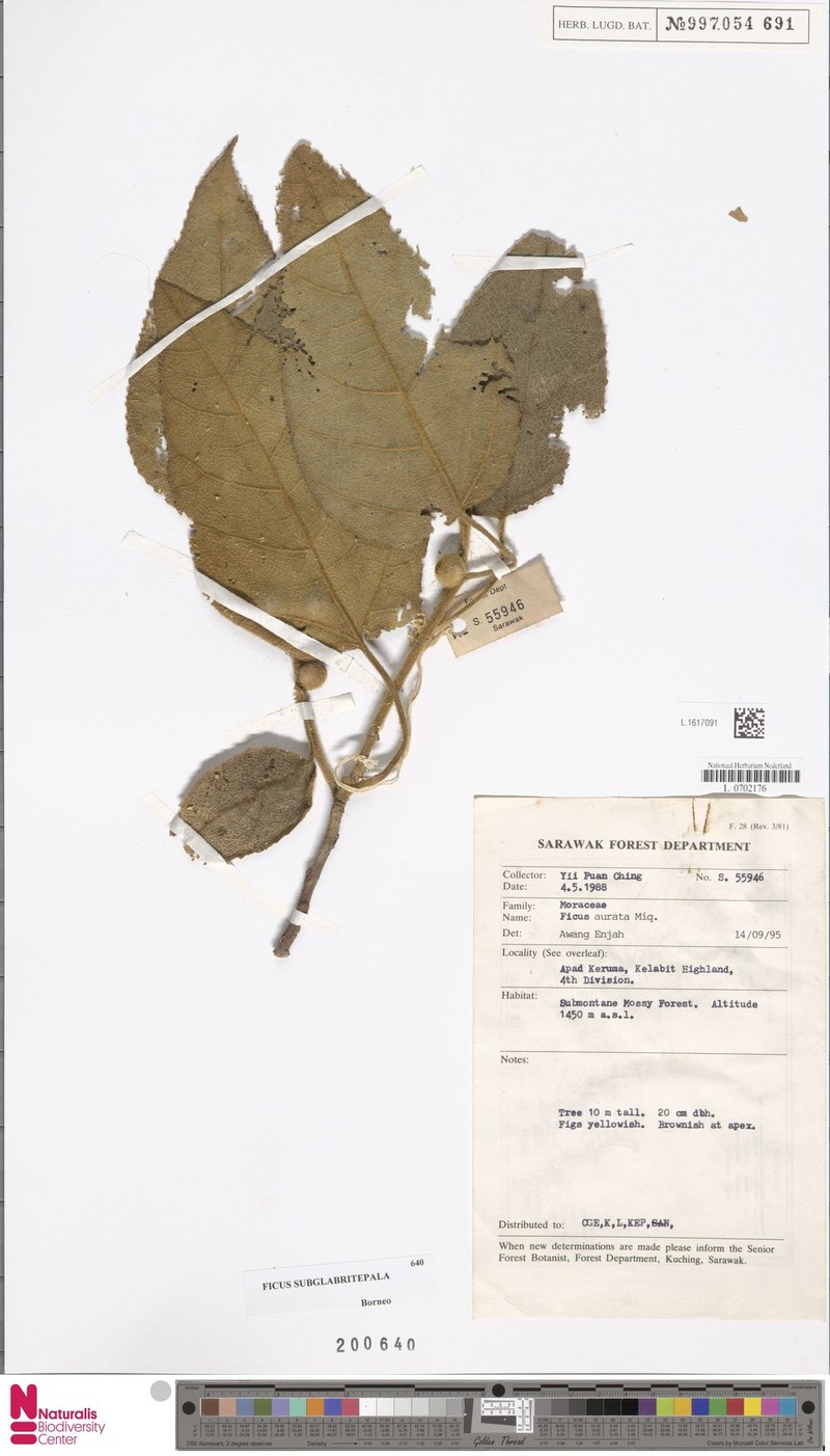 Ficus subglabritepala