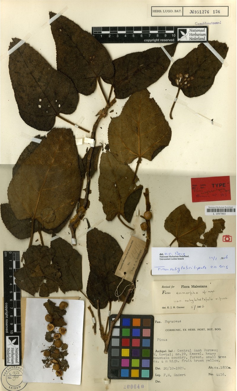 Ficus subglabritepala photo 2