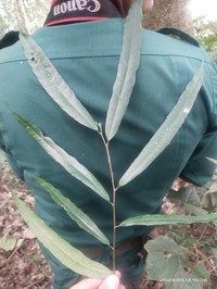 Ficus subincisa