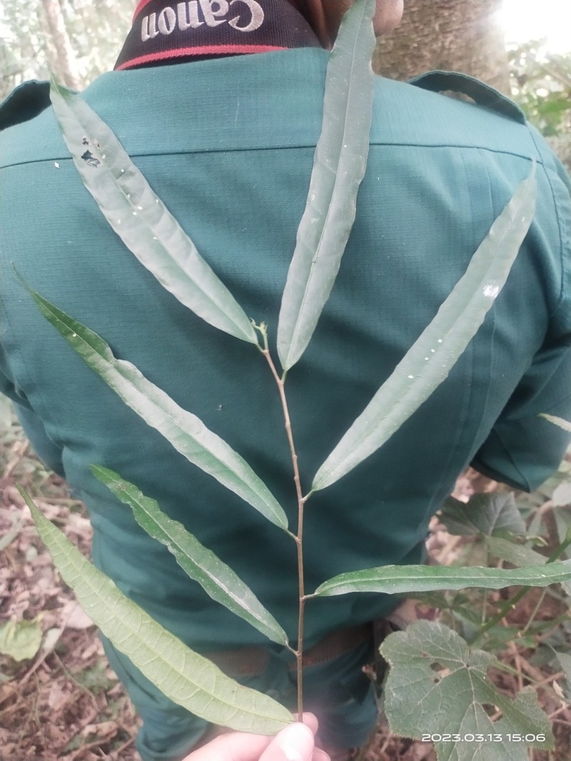 Ficus subincisa