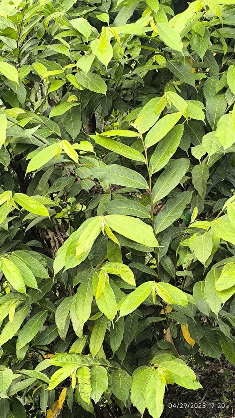 Ficus subincisa photo 2