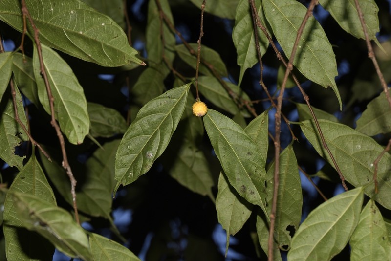 Ficus subincisa photo 3