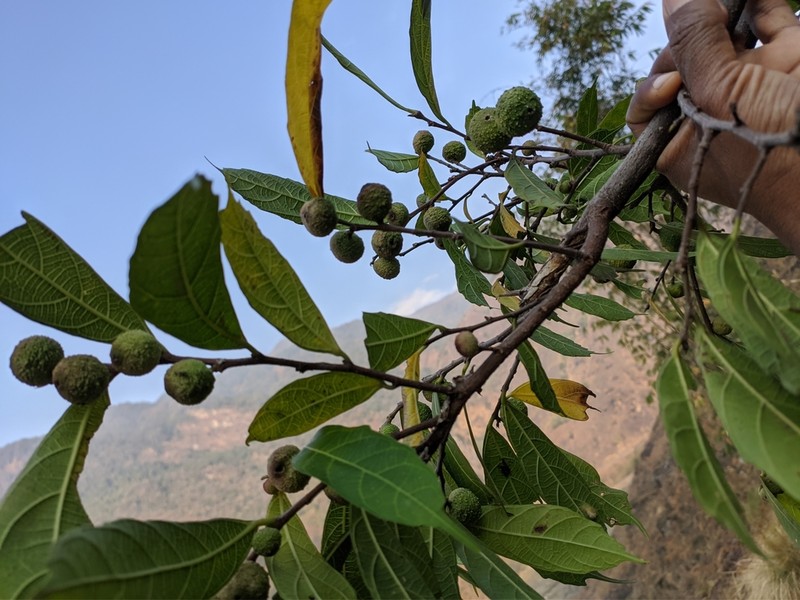 Ficus subincisa photo 4
