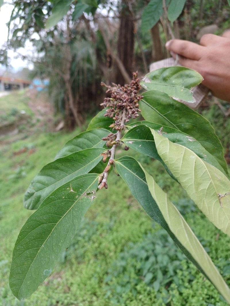 Ficus subincisa photo 5