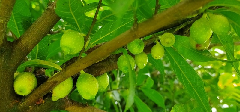 Ficus subincisa photo 6