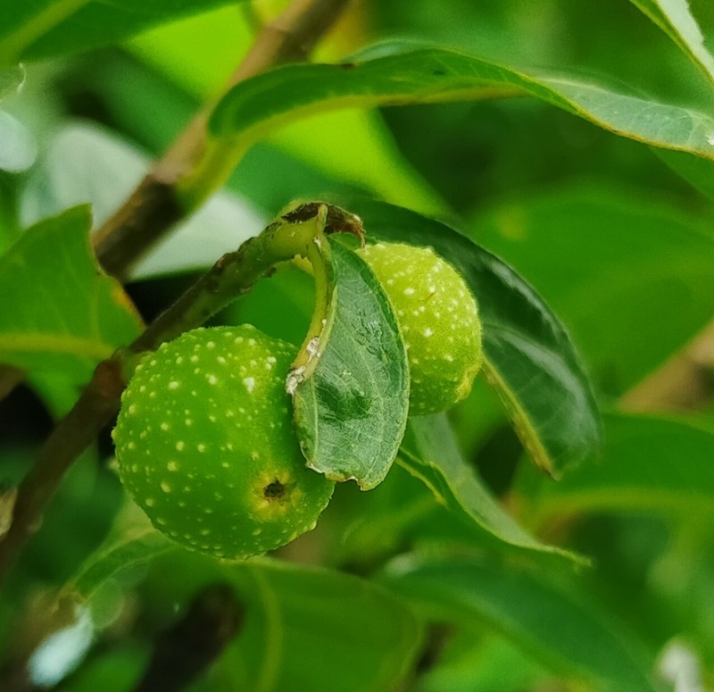 Ficus subincisa photo 7