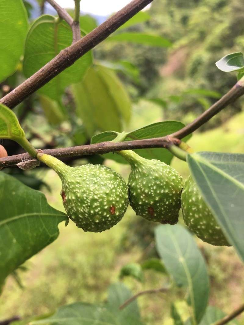 Ficus subincisa photo 8