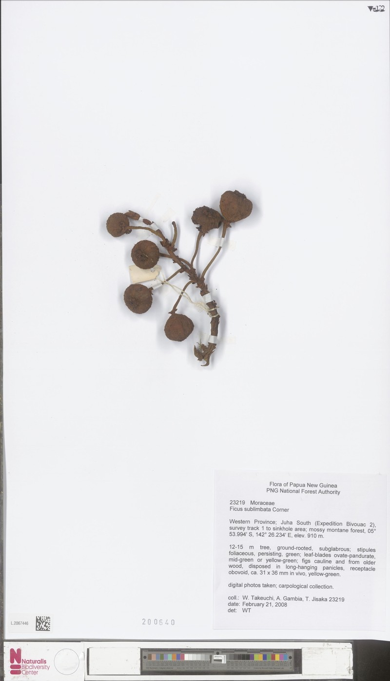 Ficus sublimbata