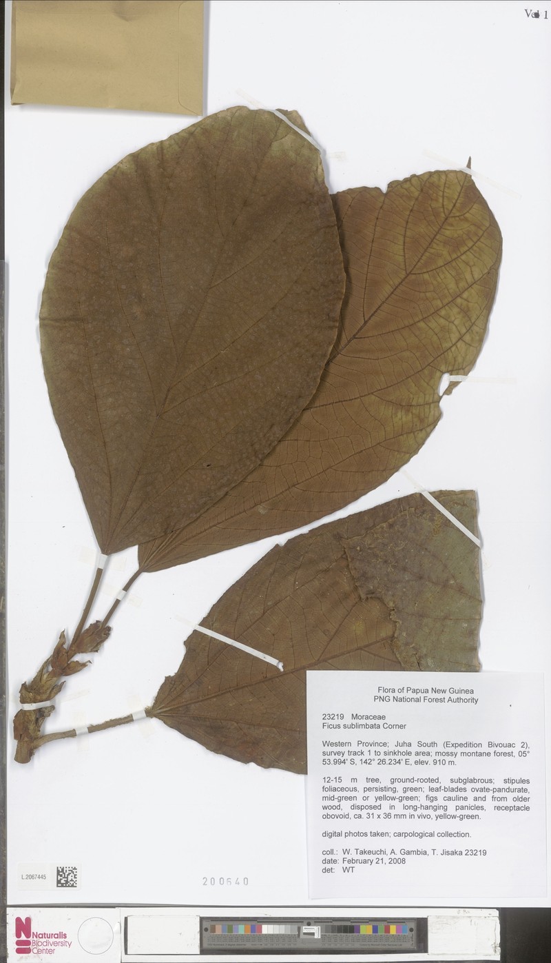 Ficus sublimbata photo 2