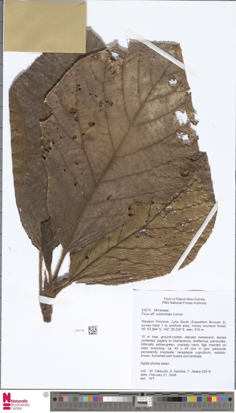 Ficus sublimbata photo 3