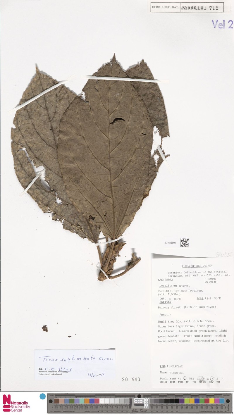 Ficus sublimbata photo 5