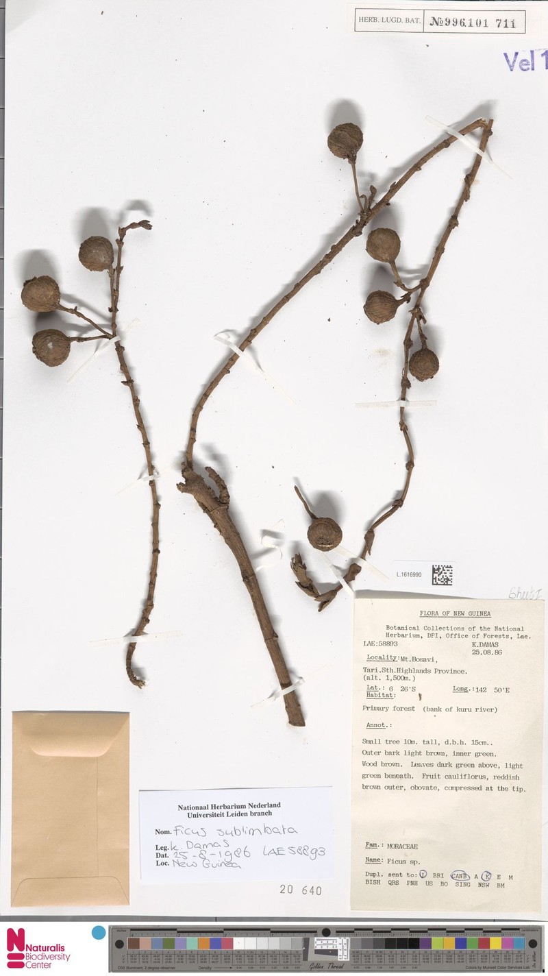 Ficus sublimbata photo 6