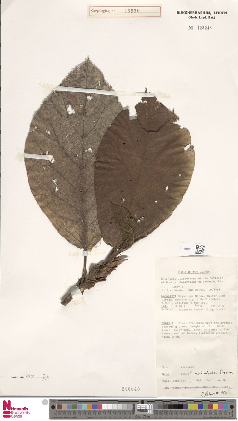 Ficus sublimbata photo 7