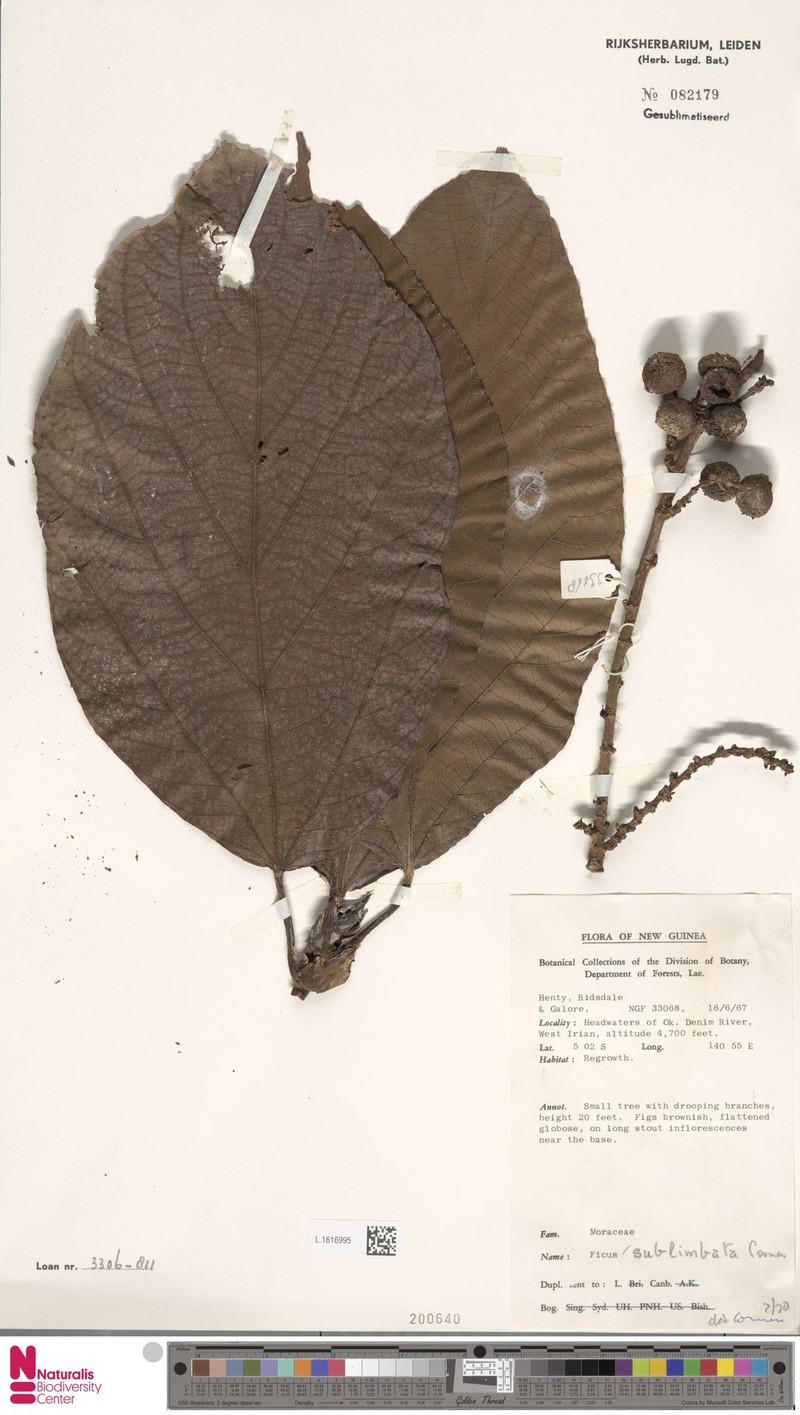 Ficus sublimbata photo 8