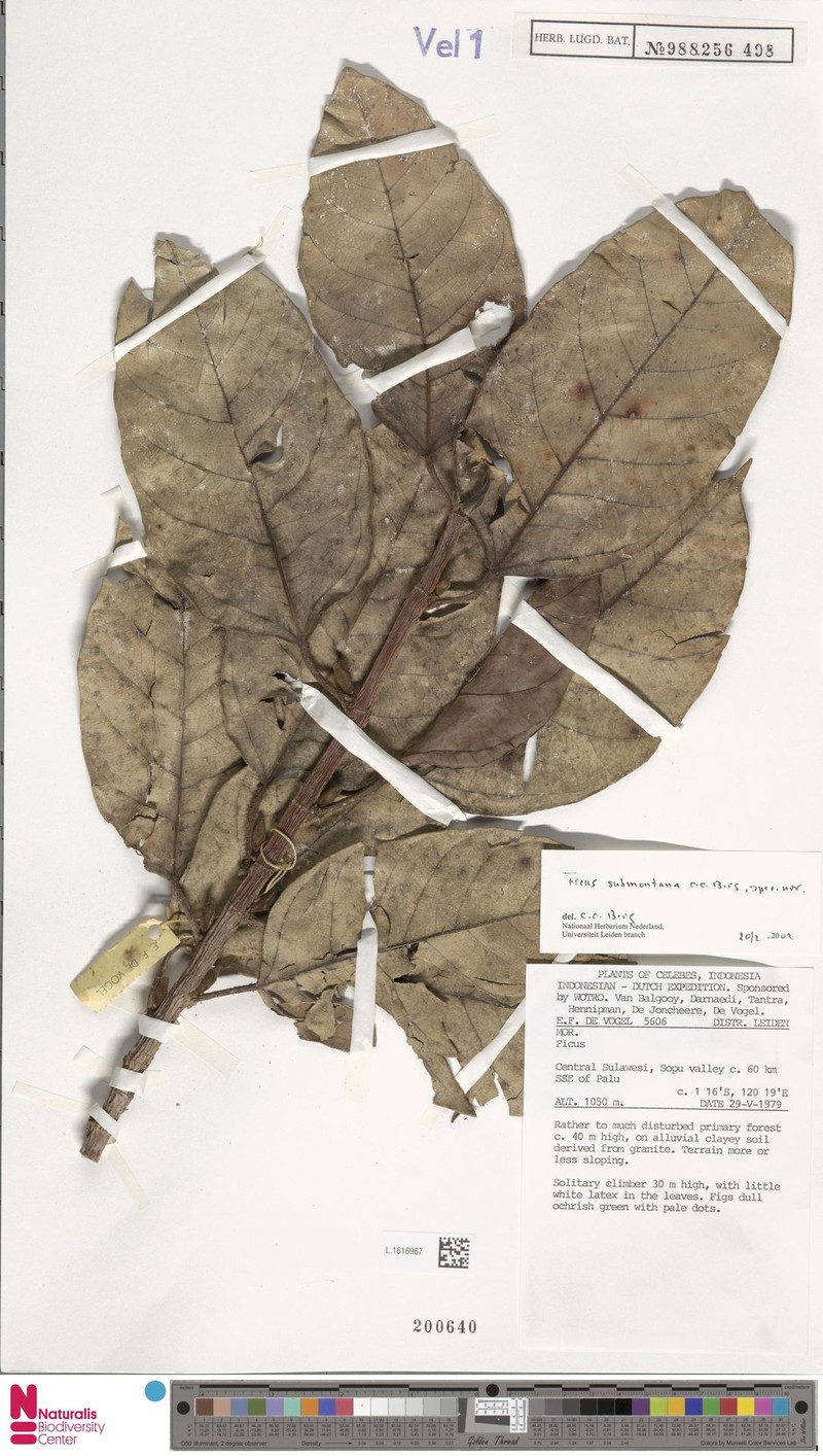 Ficus submontana