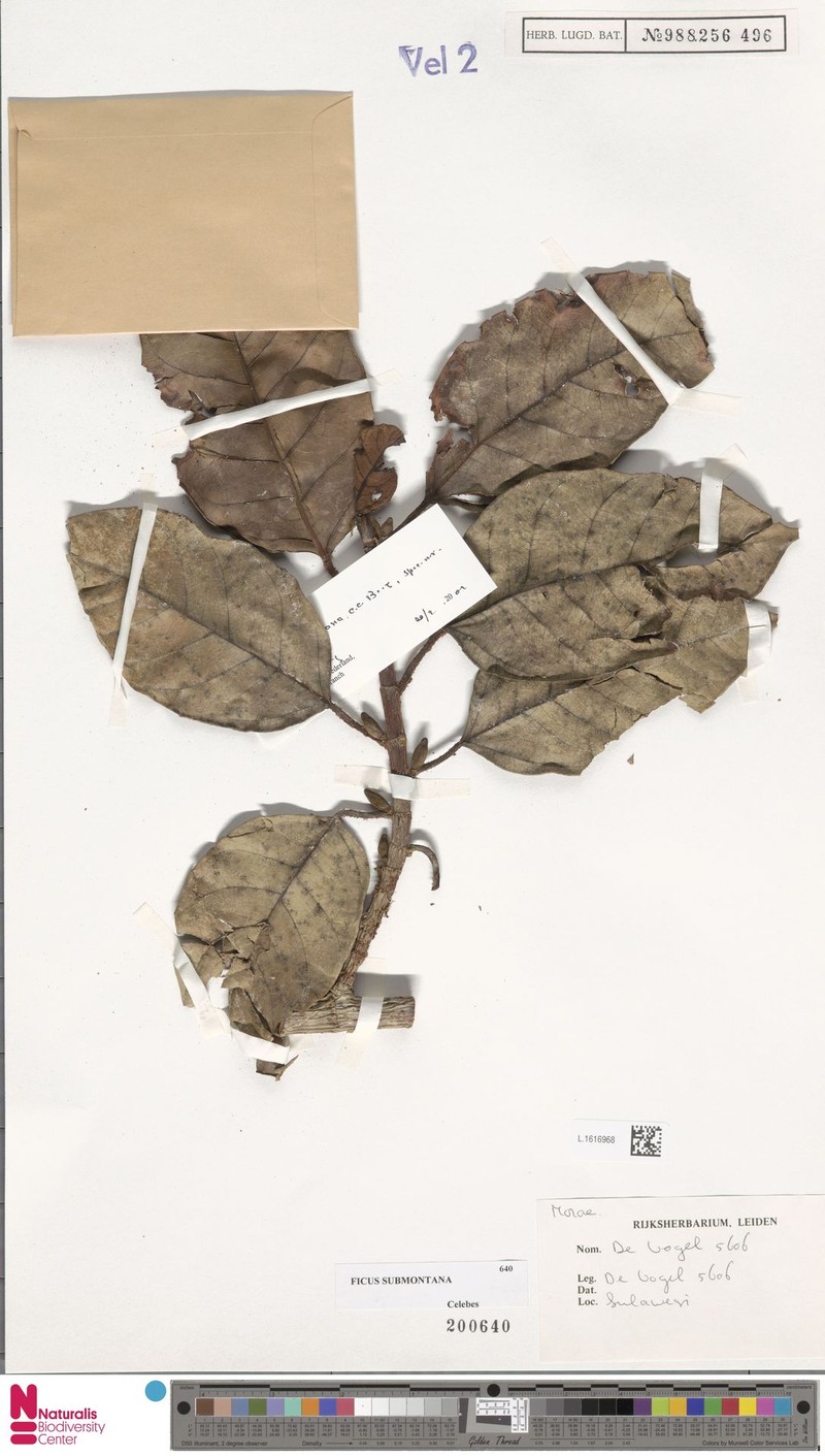 Ficus submontana photo 2