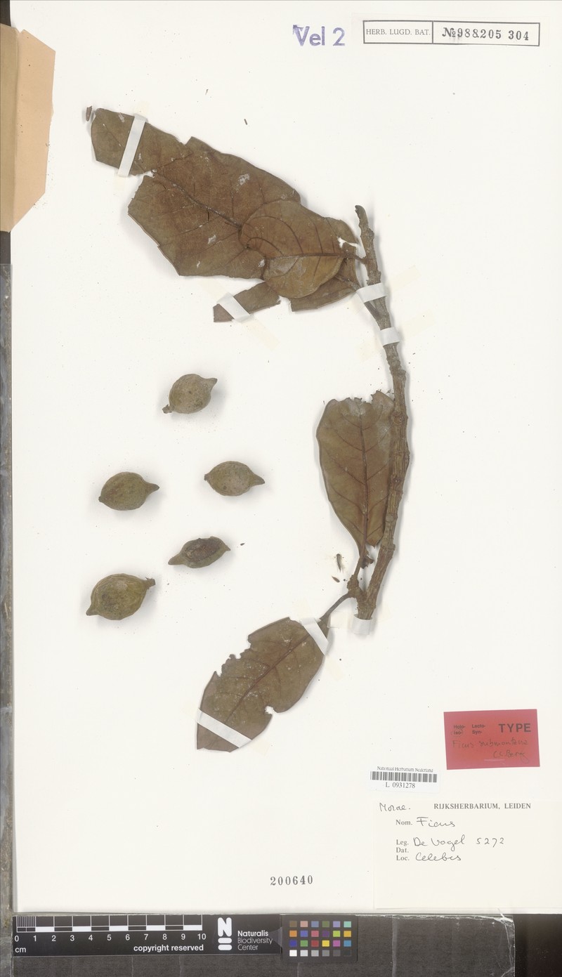Ficus submontana photo 3