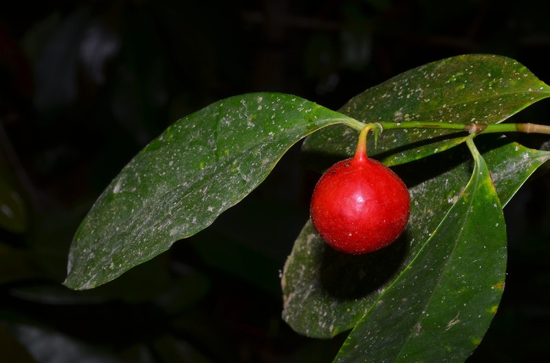Ficus subnervosa
