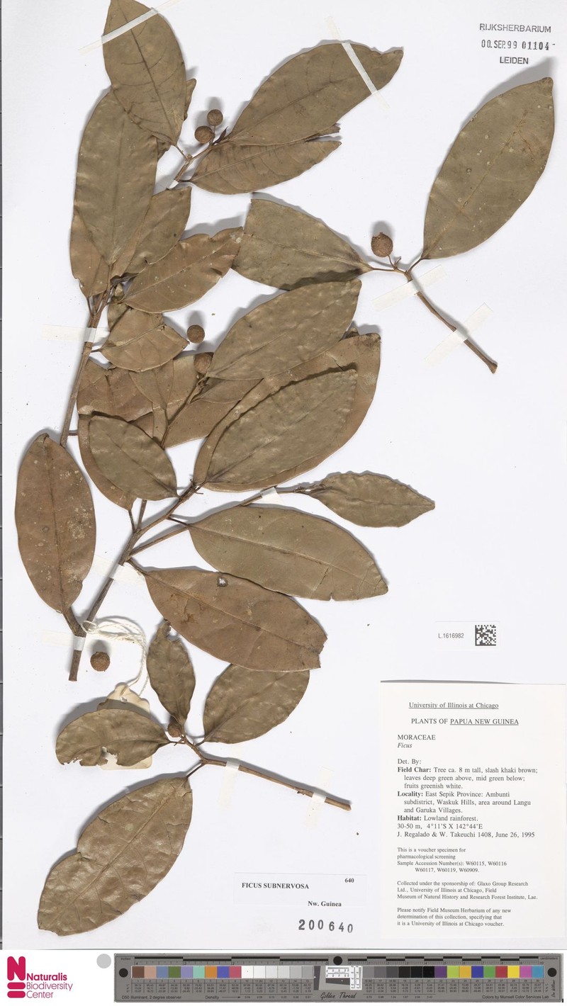 Ficus subnervosa photo 3