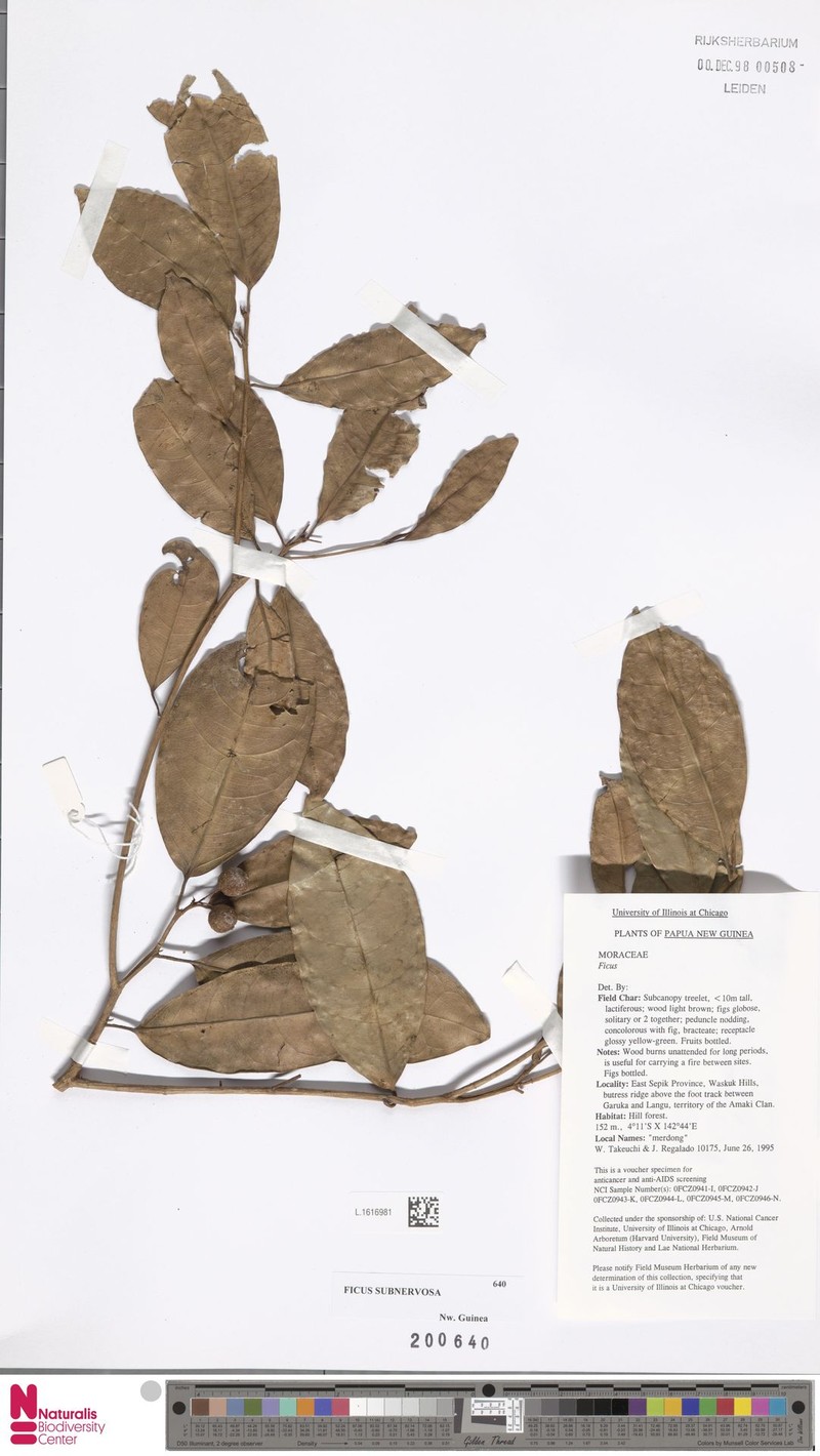 Ficus subnervosa photo 4