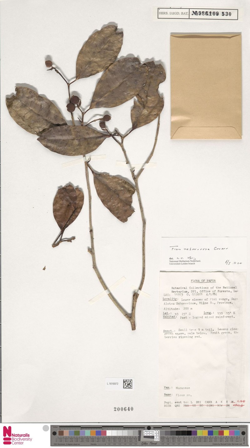 Ficus subnervosa photo 5