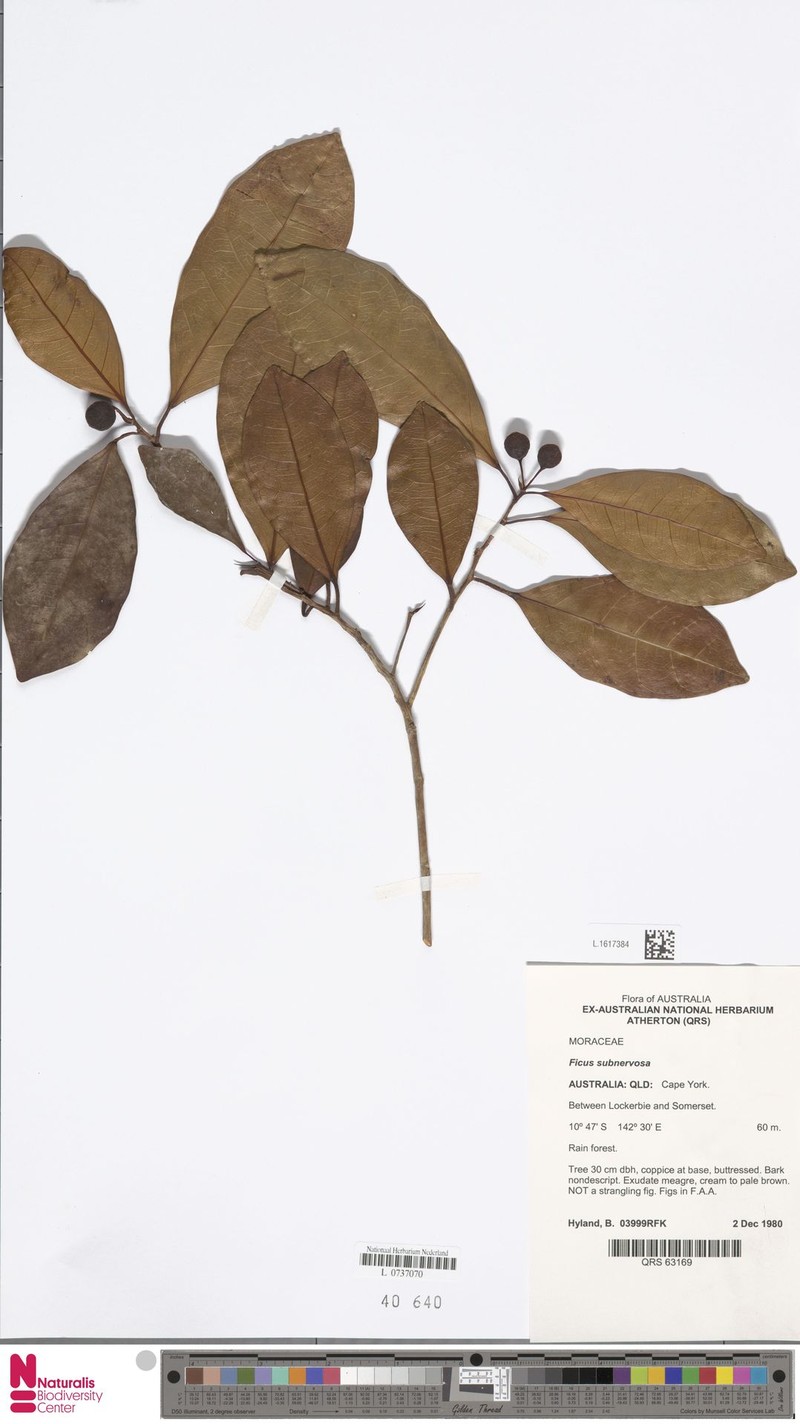 Ficus subnervosa photo 6