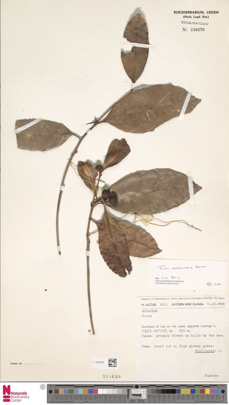 Ficus subnervosa photo 7