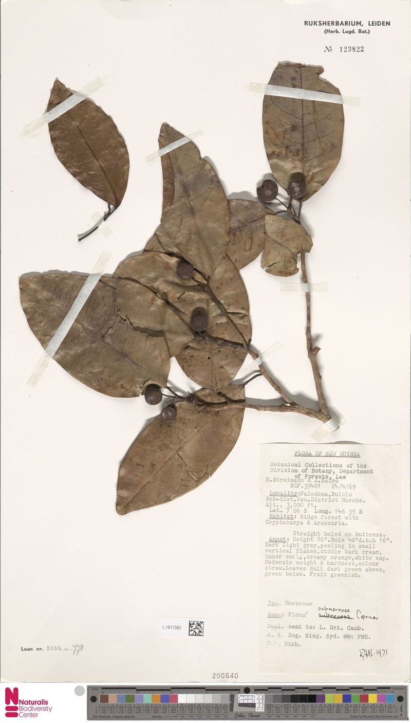 Ficus subnervosa photo 8