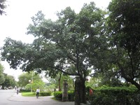 Ficus subpisocarpa