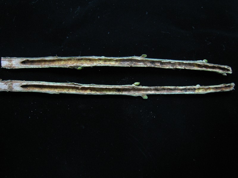 Ficus subpisocarpa photo 2